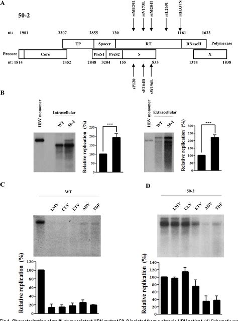 Figure 1 From Substitution At Rt269 In Hepatitis B Virus Polymerase Is