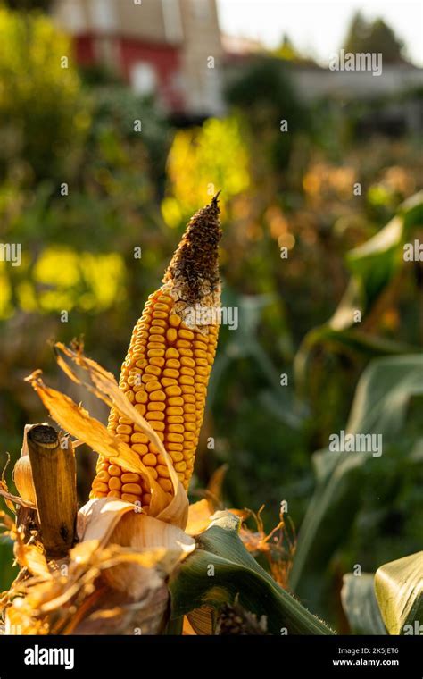 Corn Stalk Fuel Hi Res Stock Photography And Images Alamy