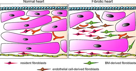 Origins Of Cardiac Fibroblasts Circulation Research