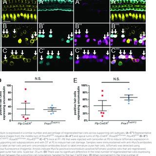 Prox1 CreERT2 And Plp CreER T Label Different Groups Of Cochlear