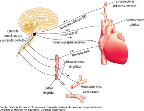 RegulaciÓn Nerviosa De La CirculaciÓn Y Control RÁpido De La PresiÓn Arterial Karla Torres