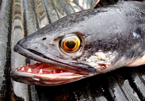 All About The Giant And India Giant Snakehead Page 19