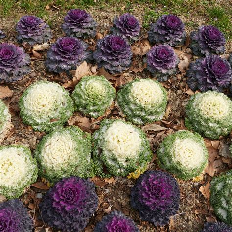 Growing Ornamental Kale The Perfect Plant For Fall Decorating