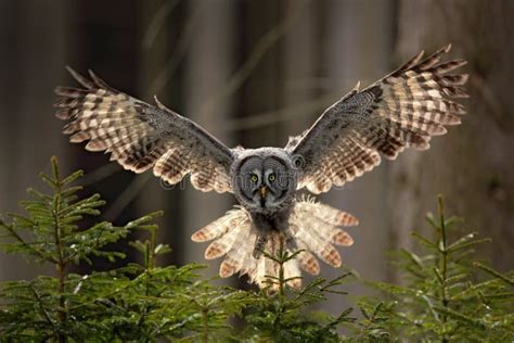 Action Scene from the Forest with Owl. Flying Great Grey Owl, Strix Nebulosa, Above Green Spruce ...