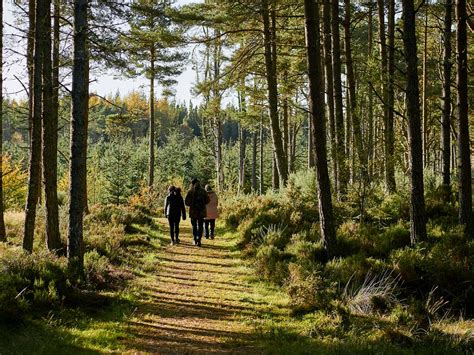 Public urged to safeguard Scottish wildlife - BirdGuides