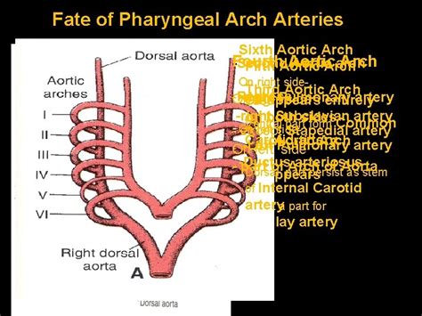 Pharyngeal Arches Primitive Pharynx Stomodeum Hind Brain Vesicle