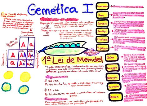 Lei De Mendel Mapa Mental - MAPA MENTAL SOBRE 1ª LEI DE MENDEL - Maps4Study