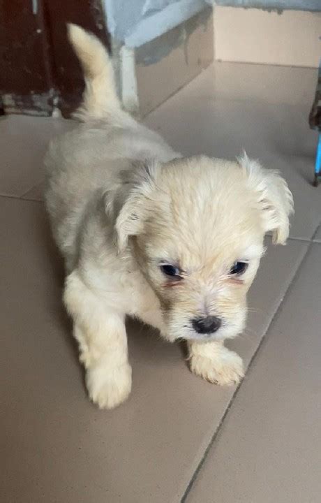 Sold Female Lhasa Apso Puppy Ready For New Homephotos Pets Nigeria