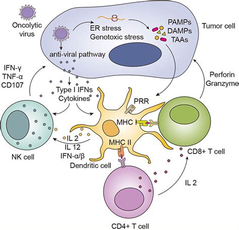 Frontiers Oncolytic Virotherapy From Bench To Bedside