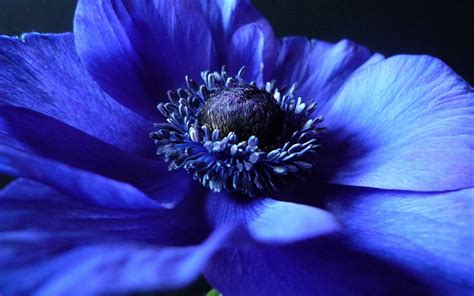 4K Blue Flowers Wallpapers High Quality | Download Free