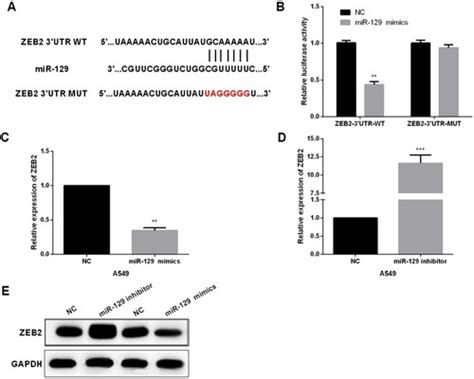 Full Article Targeting Zeb2 By Microrna 129 In Non Small Cell Lung