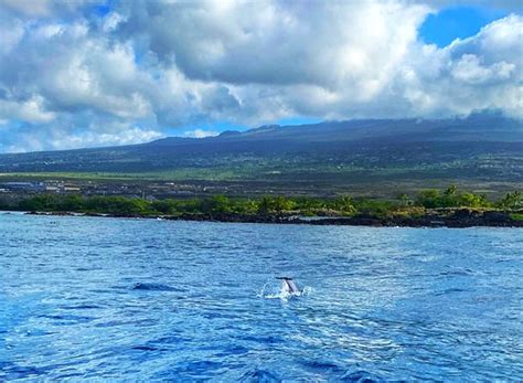 Kona Snorkel Trips (Kailua-Kona) - 2019 All You Need to Know BEFORE You Go (with Photos ...