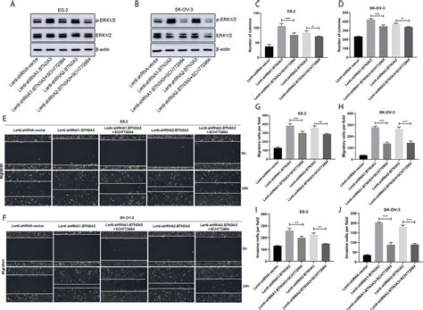 Frontiers Btn A Inhibits The Proliferation Migration And Invasion