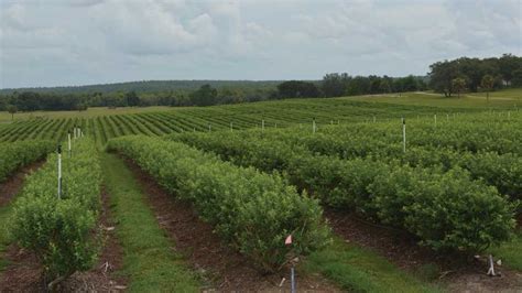 Optimize Fertilizer Applications In Young Blueberry Plantings Growing