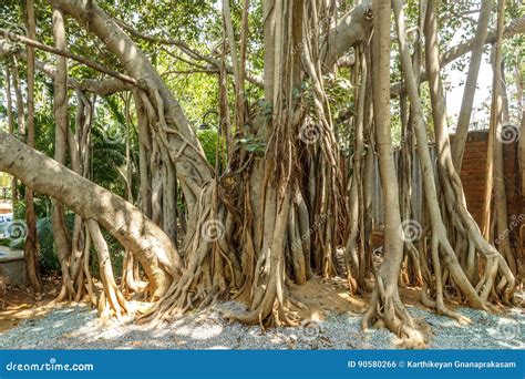 Wide View Of Very Old Banyan Tree In A Green Garden Chennai India