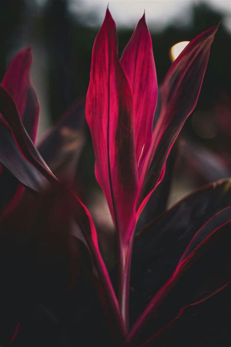 Close Up Photo of Cordyline Fruticosa · Free Stock Photo