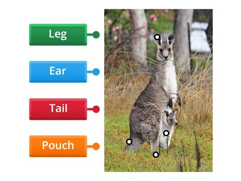 Kangaroo Labelled Diagram