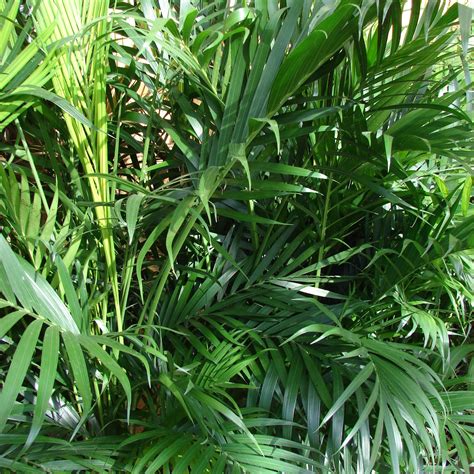 Types Of Indoor Palm Plants