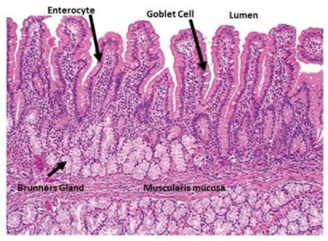 Form And Function Of The Gi Tract Flashcards Quizlet