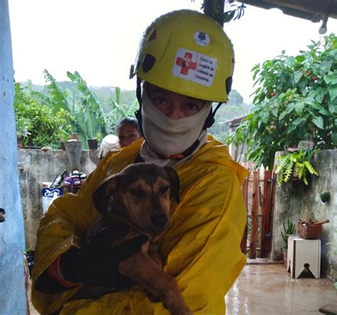 Resgate De Animais No Desastre Das Chuvas Em Ouro Preto Mobiliza