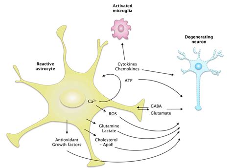 Figure 4 From Elusive Roles For Reactive Astrocytes In