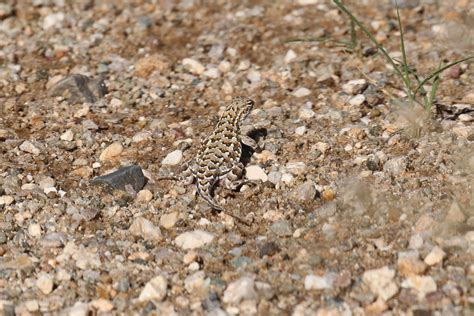 Rn A Greater Earless Lizard Cophosaurus Texanus Flickr