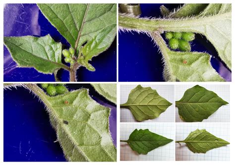 Kirtel-Natskygge (Solanum nigrum ssp. schultesii) - Naturbasen