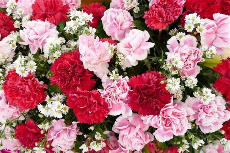 Premium Photo Bunch Of Carnation Flowers