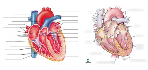 Diagram Of Anatomy Physiology Ii Heart Anatomy Physiology Ii