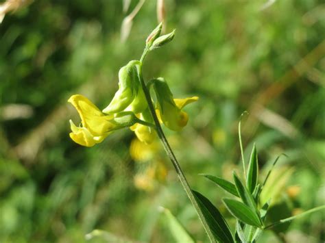 Lathyrus Pratensis Wiesen Platterbse Lathyrus Pratensis Flickr