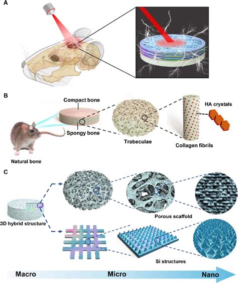 Biomimetic Strategy To Construct A D Optoelectronic Scaffold With Si