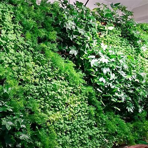 Вертикальное озеленение: приемы и подбор растений - Fitodecor