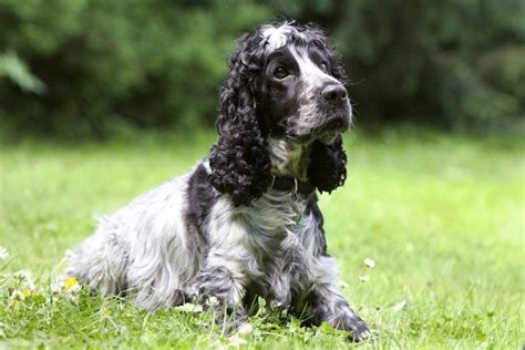 24 Cocker Spaniel Colors & Patterns (With Pictures) | Hepper