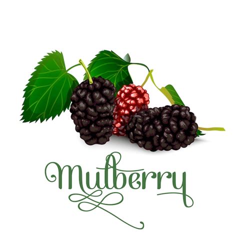 Premium Vector Mulberry