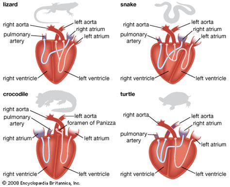 Reptile - Circulation, Respiration, Adaptations | Britannica