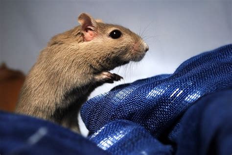 Gerbil Cages: How to Set Up the Best Gerbil Habitat for Your Pet | BeChewy