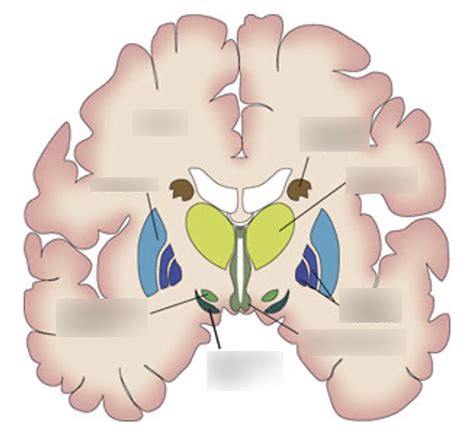 Anatomy Function Of The Basal Ganglia Diagram Quizlet