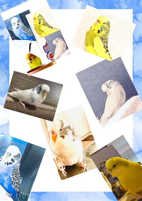 Become the first member! Make sure to send pics of your fluffy budgies ...