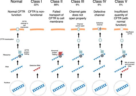 The mutation classes of the CFTR gene leading to CFTR dysfunction ...