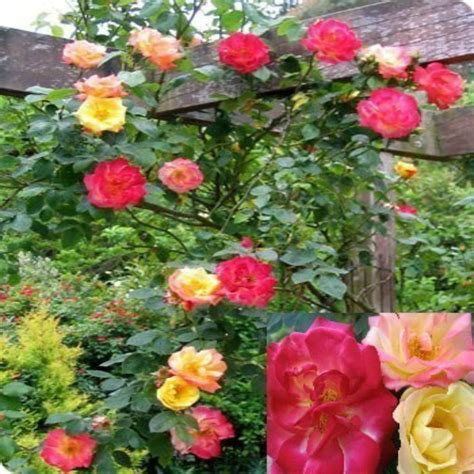 Fragrant Climbing Rose Masquerade Yellowpinkred Flowers Ebay