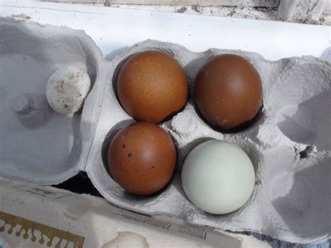 Adventures in Smallholding: Hatching eggs