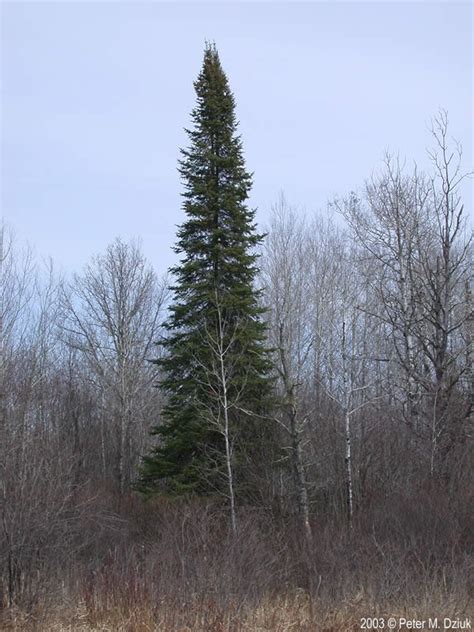 Abies balsamea (Balsam Fir): Minnesota Wildflowers