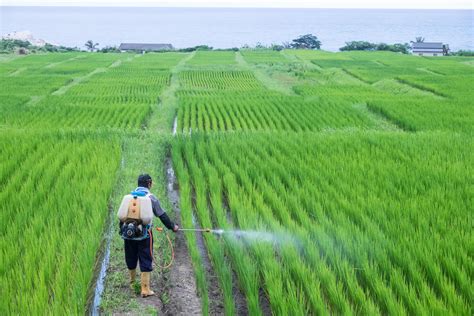 Chemical Pesticides - Its Effect On Human Health And Environment