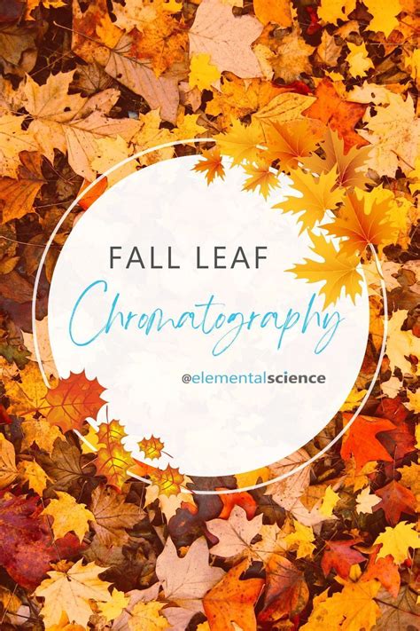 Fall Leaf Chromatography A Fall Science Activity Fall Science