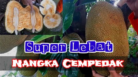 Mengenali Buah Nangka Dan Treatment Agar Pohon Nangka Berbuah Lebat