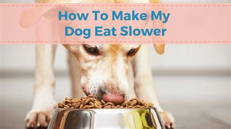 Pacing The Feast: 7 Strategies To Help Your Dog Savor Meals