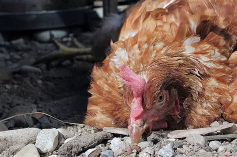 Nematodos En Aves Prevención Y Tratamiento Para La Salud Alada Loros