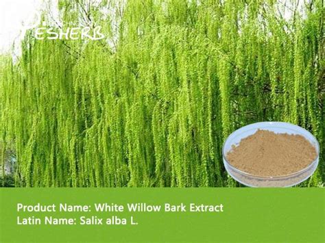 white willow bark extract salicin  white willow bark extract