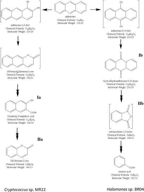 Proposed Pathway For The Degradation Of Anthracene By The Halophilic