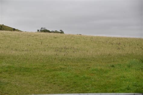 Chalk Grassland © N Chadwick Geograph Britain And Ireland